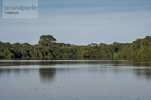 Flusslandschaft mit dichter Vegetation am Rio Negro  Fazenda Barranco Alto  Pantanal  Mato Grosso do Sul  Brasilien  Südamerika