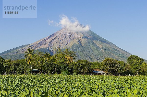 Tabakfeld vor dem Vulkan Concepcion  Ometepe  Nicaraguasee (Lago Cocibolca)  Nicaragua  Mittelamerika