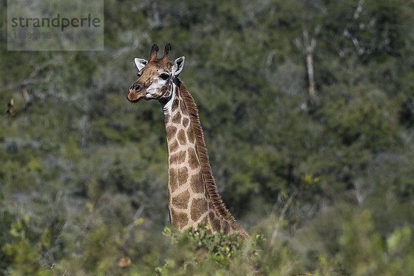 Giraffe (Giraffa camelopardalis) schaut über Büsche  Hluhluwe-imfolozi Park  KwaZulu-Natal  Südafrika  Afrika