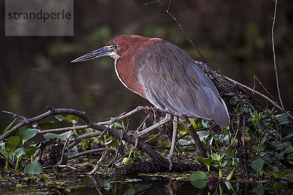 Rötlicher Tigerreiher (Tigrisoma lineatum) auf einem Ast im Wasser stehend  Pantanal  Mato Grosso do Sul  Brasilien  Südamerika