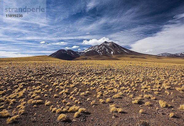 Andenebene  Puna Grasland  Jarava ichu  Vulkan Miñiques  Höhe 5910m  Blick auf Ruta 23  San Pedro de Atacama  Provinz El Loa  Region Antofagasta  Norte Grande  Chile  Südamerika