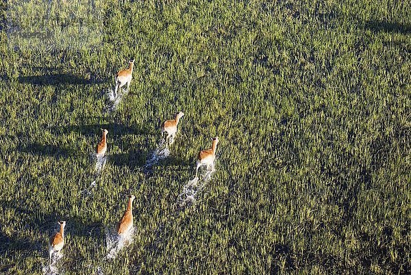 Roter Letschwe (Kobus leche leche)  laufen in Sumpflandschaft  Luftbild  Okavango Delta  Moremi Game Reserve  Botswana  Afrika