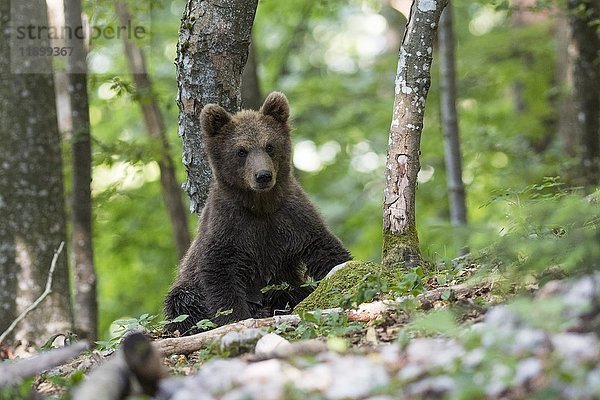 Braunbär (Ursus arctos)  Jungtier im Wald  Notranjska  Slowenien  Europa