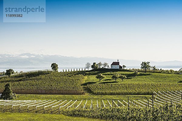 Apfelplantage  Obstgarten  Antoniuskapelle in Selmnau bei Wasserburg am Bodensee  im Hintergrund die Schweizer Alpen  Allgäu  Schwaben  Bayern  Deutschland  Europa