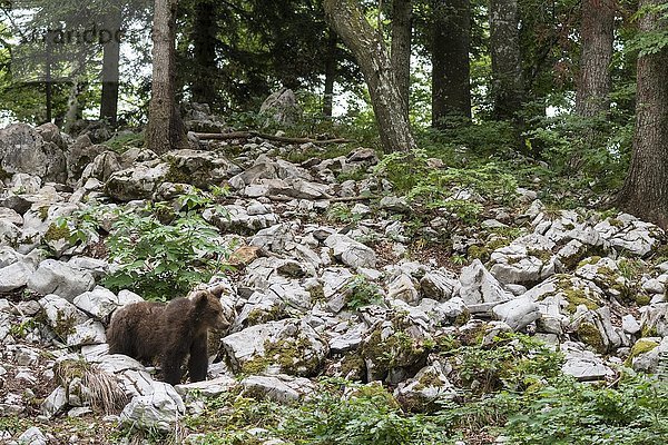 Braunbär (Ursus arctos)  Jungtier im Wald  Notranjska  Slowenien  Europa