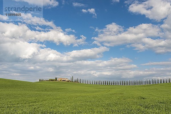 Landgut Poggio Covili mit von Zypressen (Cupressus) gesäumter Straße  bei San Quirico d'Orcia  Val d'Orcia  Provinz Siena  Toskana  Italien  Europa