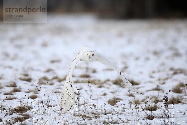 Schnee-Eule  Schneeeule (Nyctea scandiaca)  erwachsen  fliegt im Schnee  Winter  Zdarske Vrchy  Böhmisch-Mährisches Hochland  Tschechische Republik  Europa