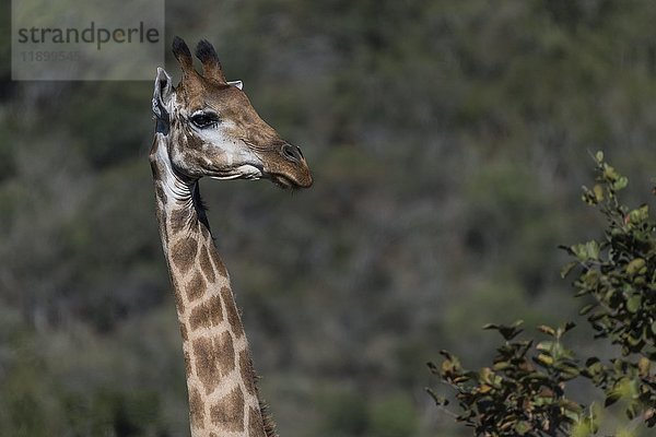 Giraffe (Giraffa camelopardalis)  Hluhluwe-imfolozi Park  KwaZulu-Natal  Südafrika  Afrika