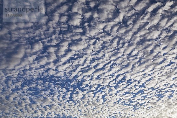 Dramatischer blauer Himmel mit Reihen von weißen Stratocumulus-Wolken bei Sonnenaufgang  Villefrance-sur-Mer  Provence  Frankreich  Europa