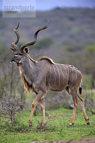 Sambesi-Großer Kudu (Strepsiceros zambesiensis)  erwachsenes Männchen bei der Nahrungssuche  Hluhluwe-Umfolozi-Nationalpark  Hluhluwe iMfolozi-Nationalpark  KwaZulu Natal  Südafrika  Afrika