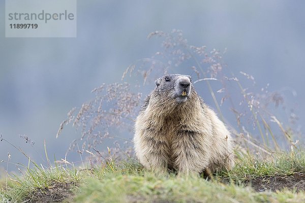 Alpenmurmeltier (Marmota marmota)  Naturpark Hohe Tauern  Kärnten  Österreich  Europa
