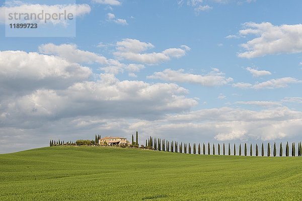 Landgut Poggio Covili mit von Zypressen (Cupressus) gesäumter Straße  bei San Quirico d'Orcia  Val d'Orcia  Provinz Siena  Toskana  Italien  Europa