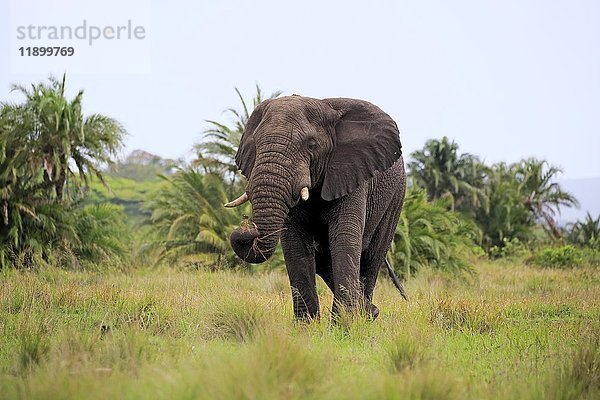 Afrikanischer Elefant  (Loxodonta africana)  erwachsen  Fütterung  Hluhluwe Umfolozi National Park  Hluhluwe iMfolozi National Park  KwaZulu Natal  Südafrika  Afrika