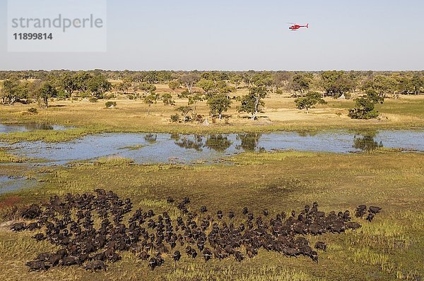 Kaffernbüffel (Syncerus caffer caffer)  Herde in einem Sumpfgebiet  der Hubschrauber ist auf einem Rundflug  Luftaufnahme  Okavango Delta  Moremi Game Reserve  Botswana  Afrika