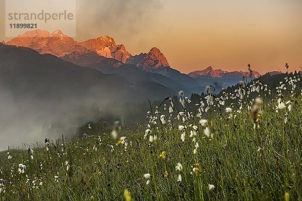 Wollgras (Eriophorum) in Bergwiese mit Frühnebel  Zugspitze im Hintergrund  Karwendelgebirge im Rücken  Kaltenbrunn  Oberbayern  Deutschland  Europa
