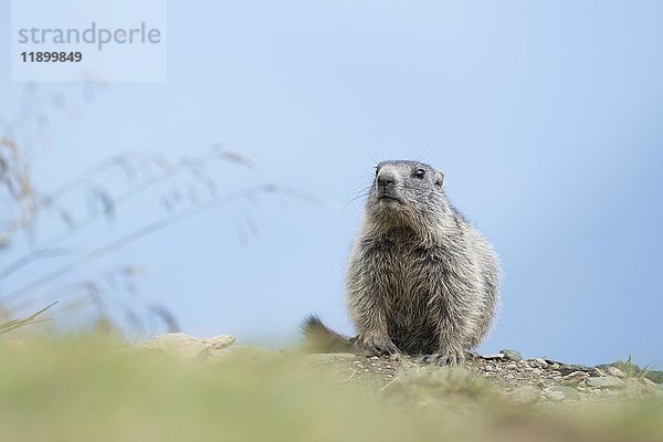 Alpenmurmeltier (Marmota marmota)  Jungtier  Nationalpark Hohe Tauern  Kärnten  Österreich  Europa