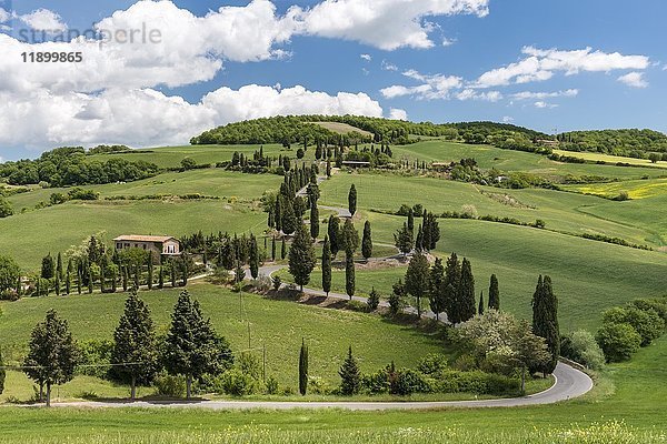 Von Zypressen (Cupressus) gesäumte Straße  Monticchiello  Val d'Orcia  Orcia-Tal  Toskana  Provinz Siena  Italien  Europa