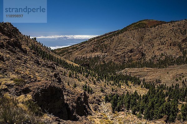 Berghang  bewachsen mit Nadelbäumen  Parque Nacional del Teide  Santa Cruz de Tenerife  Teneriffa  Kanarische Inseln  Spanien  Europa