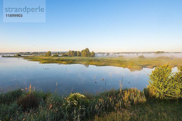 Sonnenaufgang  Altmühlsee bei Muhr am See  Altmühltal  Fränkisches Seenland  Mittelfranken  Franken  Bayern  Deutschland  Europa