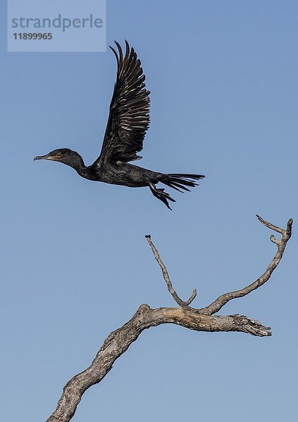 Olivschopfkormoran (Phalacrocorax brasilianus) beim Abflug  Pantanal  Mato Grosso do Sul  Brasilien  Südamerika