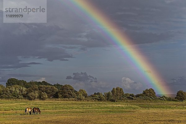 Regenbogen  Wiese mit Pferden  nahe Kloster  Hiddensee  Mecklenburg-Vorpommern  Deutschland  Europa