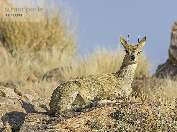 Klippspringer (Oreotragus)  Augrabies Falls NP  Nordkap  Südafrika  Afrika