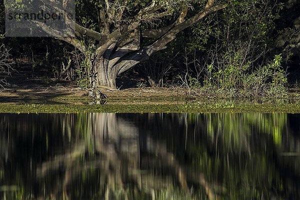 Yacare-Kaiman (Caiman yacare  Caiman crocodilus yacara)  liegend unter einem Baum am Ufer  Pantanal  Mato Grosso do Sul  Brasilien  Südamerika