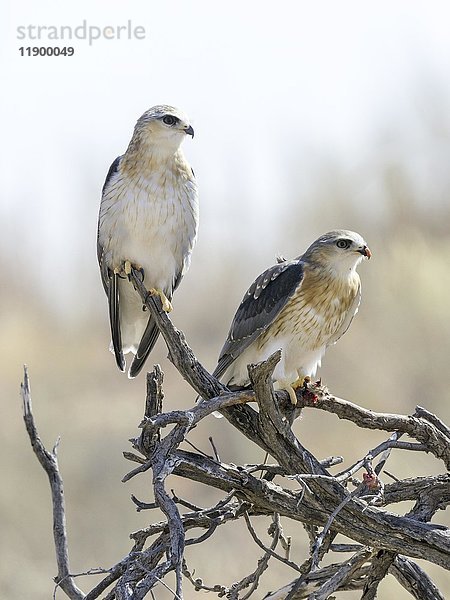 Lannerfalke (Falco biarmicus) mit Beute (Maus)  Kgalagadi Transfrontier National Park  Nordkap  Südafrika  Afrika