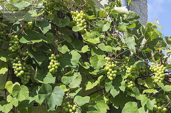 Weinreben (Vitis vinifera) mit Trauben als Spalier an einer Hauswand  Bayern  Deutschland  Europa