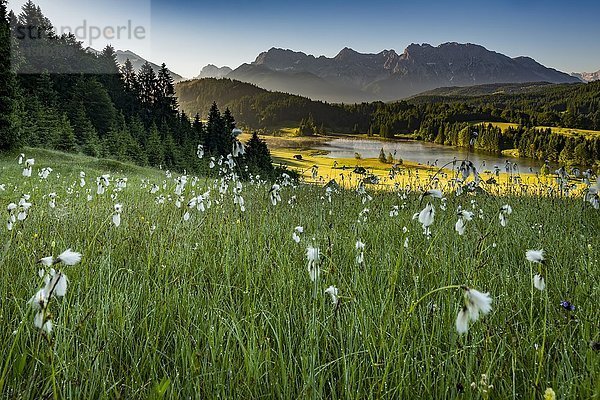 Wollgras (Eriophorum) auf Bergwiese mit Karwendel im Rücken  Kaltenbrunn  Oberbayern  Deutschland  Europa