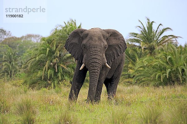 Afrikanischer Elefant  (Loxodonta africana)  erwachsen  Fütterung  Hluhluwe Umfolozi National Park  Hluhluwe iMfolozi National Park  KwaZulu Natal  Südafrika  Afrika