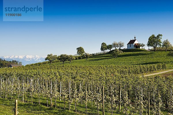 Apfelplantage  Obstgarten  Antoniuskapelle in Selmnau bei Wasserburg am Bodensee  im Hintergrund die Schweizer Alpen  Allgäu  Schwaben  Bayern  Deutschland  Europa