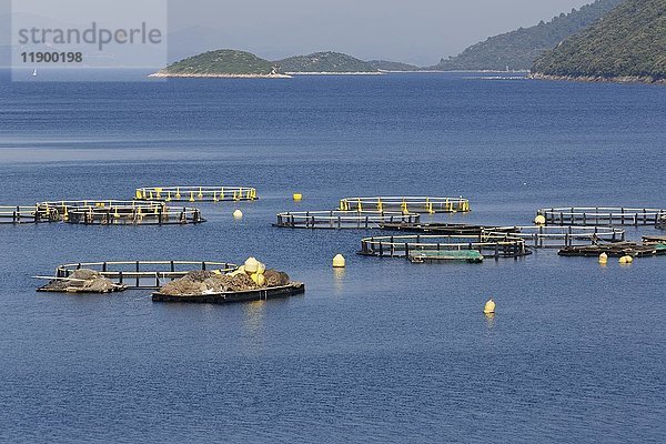 Fischzucht Riba Mljet  Insel Mljet  Dubrovnik-Neretva  Dalmatien  Kroatien  Europa