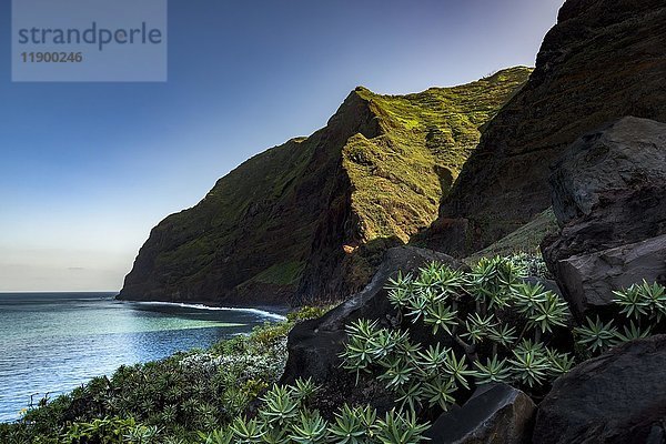 Euphorbiaceae auf Lavagestein  steile Klippen am Meer  bei Porto Moniz  Madeira  Portugal  Europa