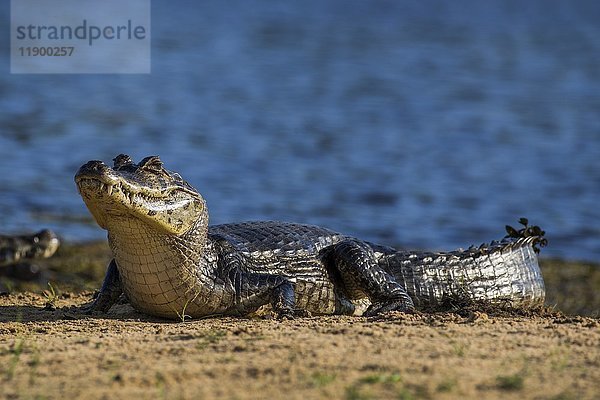 Yacare-Kaiman (Caiman crocodilus yacara)  Pantanal  Mato Grosso do Sul  Brasilien  Südamerika