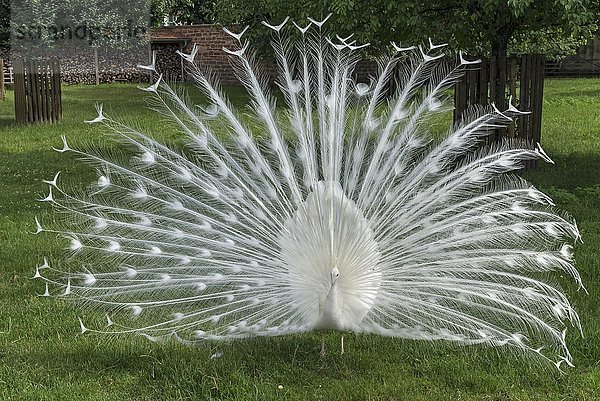 Zeigender weißer Pfau (Pavo cristatus mut. Alba)  Seligenstadt  Hessen  Deutschland  Europa