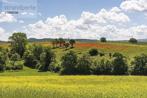 Blühende Rapsblüten (Brassica napus) und Mohnblumen (Papaver rhoeas)  Felder bei Pienza  Val d'Orcia  Toskana  Italien  Europa