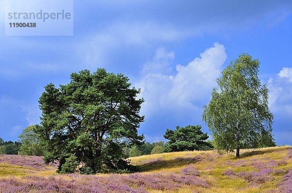 Kiefern (Pinus) und Birken (Betula) zwischen Heidekraut (Calluna vulgaris)  Naturschutzgebiet Westruper Heide  Nordrhein-Westfalen  Deutschland  Europa