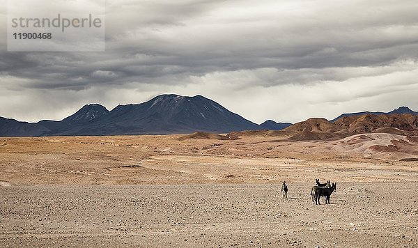 Wilde Esel in der Wüste  Vulkane  Andenhochland  San Pedro de Atacama  Provinz El Loa  Region Antofagasta  Norte Grande de Chile  Chile  Südamerika