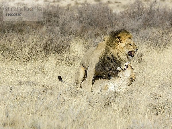 Löwen (Panthera leo) bei der Paarung  Kgalagadi Transfrontier National Park  Nordkap  Südafrika  Afrika