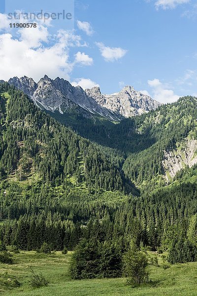 Wald und Berge  Heubatspitze und kleiner Daumen  Bad Hindelang  Allgäu  Bayern  Deutschland  Europa