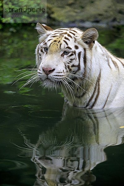 Weißer Bengaltiger (Panthera tigris tigris)  erwachsener Tiger im Wasser mit Spiegelung  Porträt  in Gefangenschaft  heimisch in Indien
