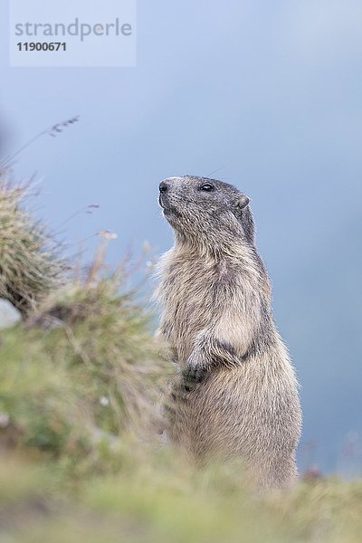 Alpenmurmeltier (Marmota marmota)  stehend  Nationalpark Hohe Tauern  Kärnten  Österreich  Europa