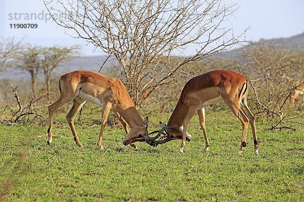 Impala  (Aepyceros melampus)  erwachsenes Männchen im Kampf  zwei Männchen im Kampf  Hluhluwe Umfolozi National Park  Hluhluwe iMfolozi National Park  KwaZulu Natal  Südafrika  Afrika