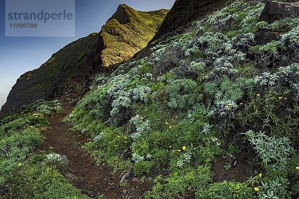 Wanderweg  Euphorbiaceae auf steilen Klippen  Porto Moniz  Madeira  Portugal  Europa