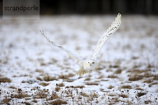 Schnee-Eule  Schnee-Eule  (Nyctea scandiaca)  erwachsen fliegend im Winter  Schnee  Zdarske Vrchy  Böhmisch-Mährisches Hochland  Tschechische Republik  Europa