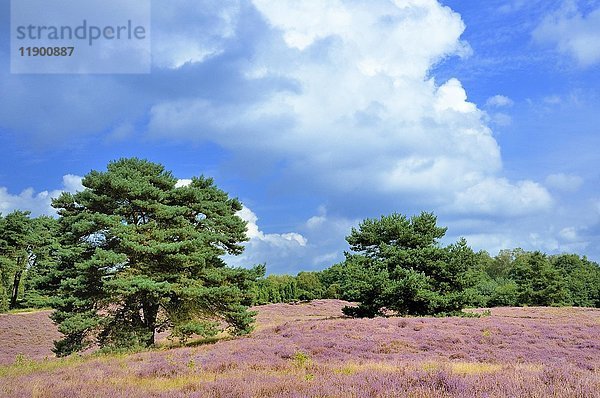 Kiefern (Pinus) zwischen Heidekraut (Calluna vulgaris)  Naturschutzgebiet Westruper Heide  Nordrhein-Westfalen  Deutschland  Europa