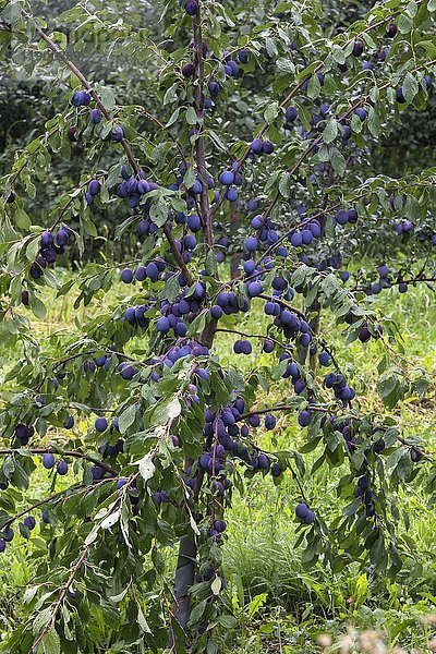 Pflaumenbaum (Prunus domestica) mit reifen Früchten  Mittelfranken  Bayern  Deutschland  Europa
