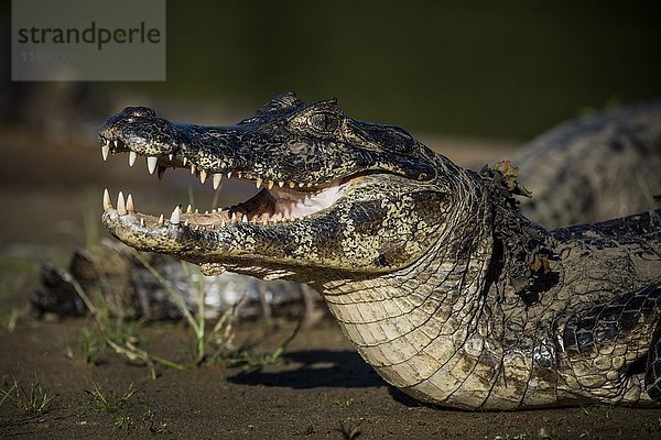 Yacare-Kaiman (Caiman yacare  Caiman crocodilus yacara)  Pantanal  Mato Grosso do Sul  Brasilien  Südamerika