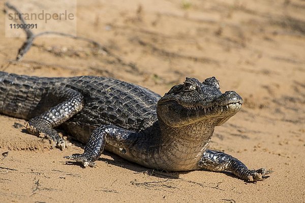 Yacare-Kaiman (Caiman yacare  Caiman crocodilus yacara)  Pantanal  Mato Grosso do Sul  Brasilien  Südamerika